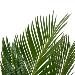 Bloomique Plantes Vertes | - Cycas revoluta - palmier de la paix - fougère cycas - plantes d'intérieur - très facile d'entretien - 40-50 cm de haut - pot 15 cm