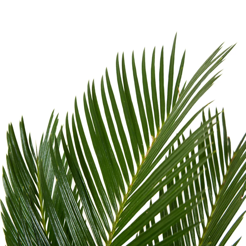 Bloomique Plantes Vertes | - Cycas revoluta - palmier de la paix - fougère cycas - plantes d'intérieur - très facile d'entretien - 40-50 cm de haut - pot 15 cm