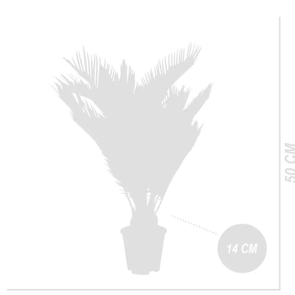 Bloomique Plantes Vertes | - Cycas revoluta - palmier de la paix - fougère cycas - plantes d'intérieur - très facile d'entretien - 40-50 cm de haut - pot 15 cm