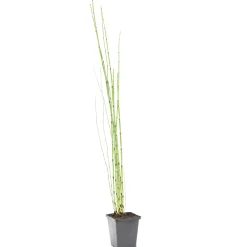 Bloomique - Equisetum japonicum - prêle du japon - plantes de bassin - hauteur 20-30 cm - pot 9 cm Best