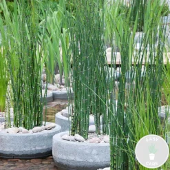 Bloomique - Equisetum japonicum - prêle du japon - plantes de bassin - hauteur 20-30 cm - pot 9 cm Best