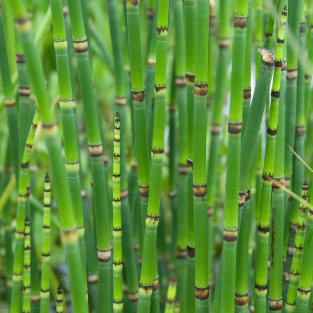 Bloomique - Equisetum japonicum - prêle du japon - plantes de bassin - hauteur 20-30 cm - pot 9 cm Best