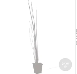 Bloomique - Equisetum japonicum - prêle du japon - plantes de bassin - hauteur 20-30 cm - pot 9 cm Best