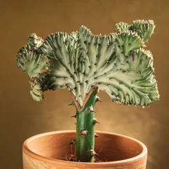 Bloomique - Euphorbia lactea cristata - cactus - plante d'intérieur - dépolluante - 20-30 cm de haut - pot 11 cm Hot