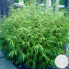 Bloomique Bambous | - Fargesia rufa - bambou - non traçant - rustique - persistant - hauteur 40-60 cm - pot 17 cm