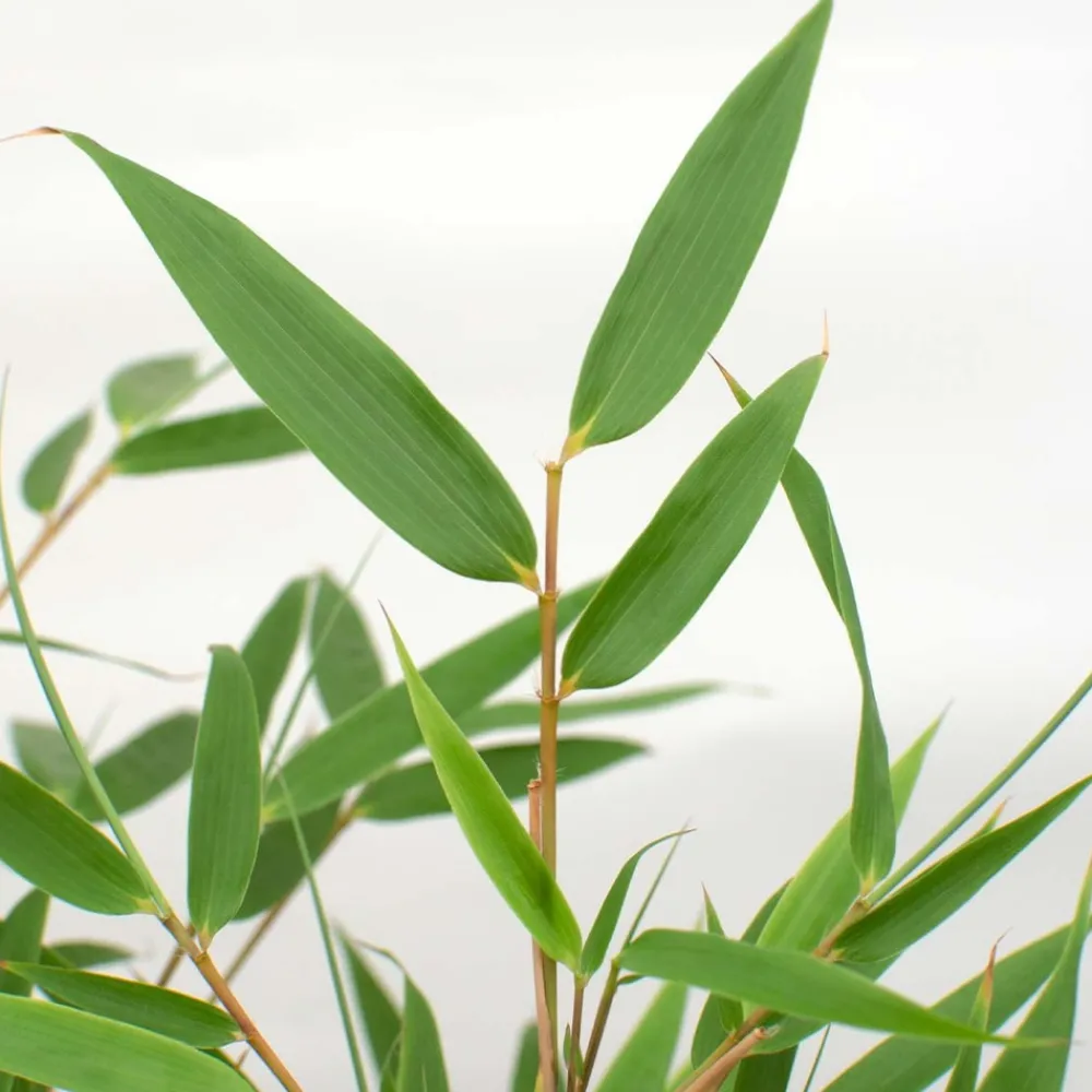 Bloomique Bambous | - Fargesia rufa - bambou - non traçant - rustique - persistant - hauteur 40-60 cm - pot 17 cm