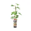 Bloomique - Ficus carica 'brown turkey' - figuier - arbres fruitiers - ⌀14 cm - hauteur 60-70cm Discount