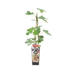 Bloomique - Ficus carica 'brown turkey' - figuier - arbres fruitiers - ⌀14 cm - hauteur 60-70cm Discount