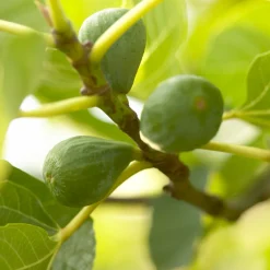 Bloomique - Ficus carica 'brown turkey' - figuier - arbres fruitiers - ⌀14 cm - hauteur 60-70cm Discount