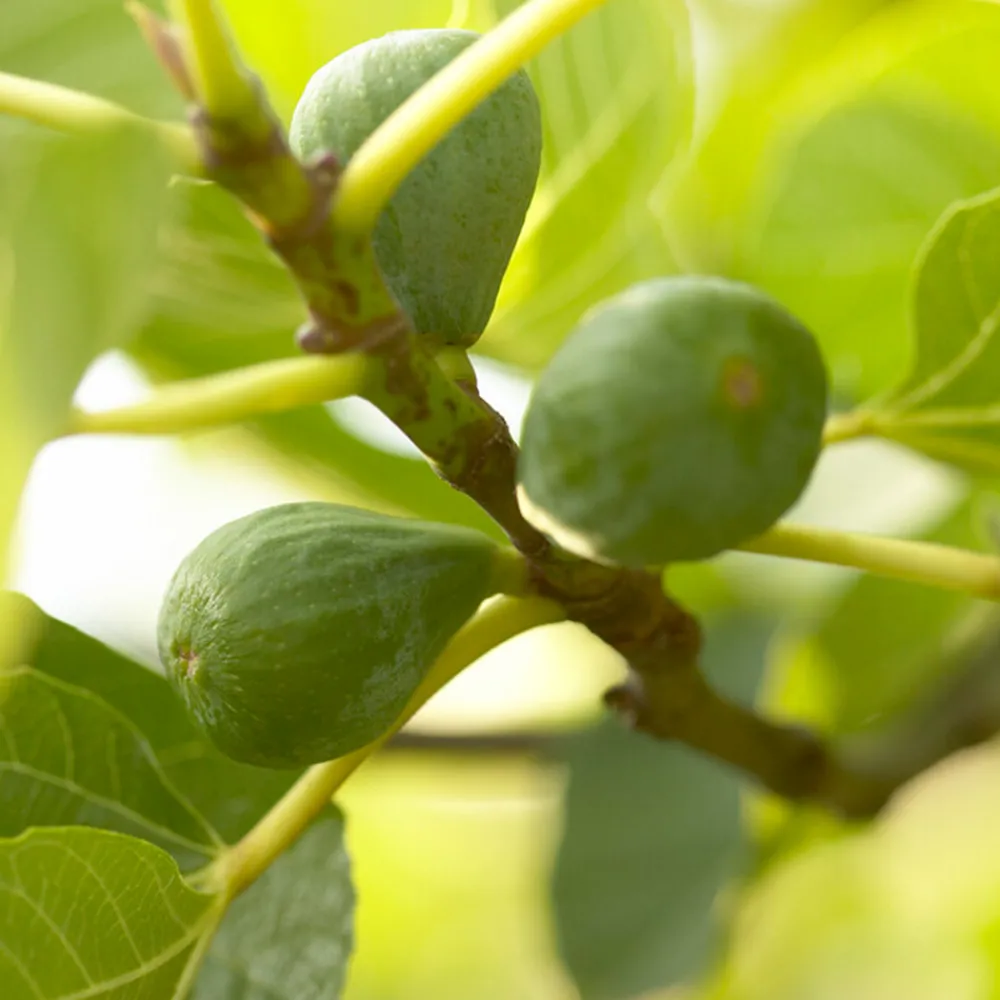 Bloomique - Ficus carica 'brown turkey' - figuier - arbres fruitiers - ⌀14 cm - hauteur 60-70cm Discount