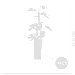Bloomique - Ficus carica 'brown turkey' - figuier - arbres fruitiers - ⌀14 cm - hauteur 60-70cm Discount