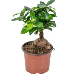 Bloomique Bonsaïs | - Ficus ginseng - bonsaï - plantes d’intérieur - dépolluante - 20-30 cm de haut - pot 12 cm