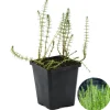 Bloomique Plantes De Bassin | - Hippuris vulgaris - hippuride - plantes de bassin - hauteur 10-20 cm - pot 11 cm