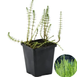 Bloomique Plantes De Bassin | - Hippuris vulgaris - hippuride - plantes de bassin - hauteur 10-20 cm - pot 11 cm