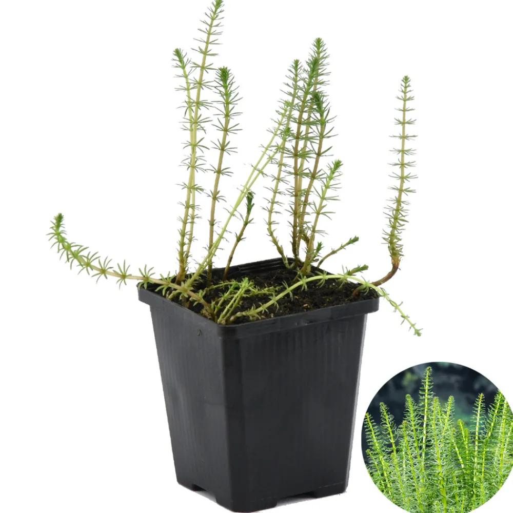 Bloomique Plantes De Bassin | - Hippuris vulgaris - hippuride - plantes de bassin - hauteur 10-20 cm - pot 11 cm