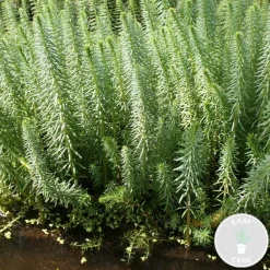 Bloomique Plantes De Bassin | - Hippuris vulgaris - hippuride - plantes de bassin - hauteur 10-20 cm - pot 11 cm