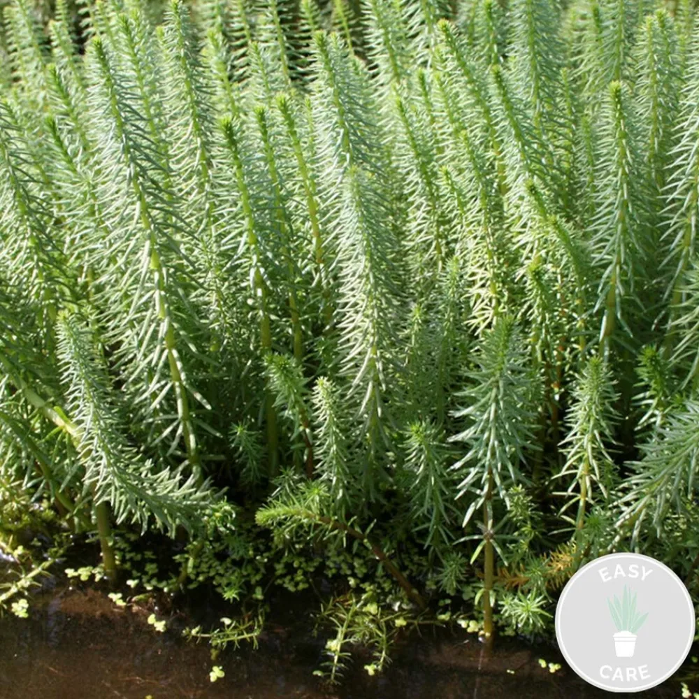Bloomique Plantes De Bassin | - Hippuris vulgaris - hippuride - plantes de bassin - hauteur 10-20 cm - pot 11 cm