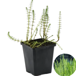 Bloomique Plantes De Bassin | - Hippuris vulgaris - hippuride - plantes de bassin - hauteur 10-20 cm - pot 11 cm