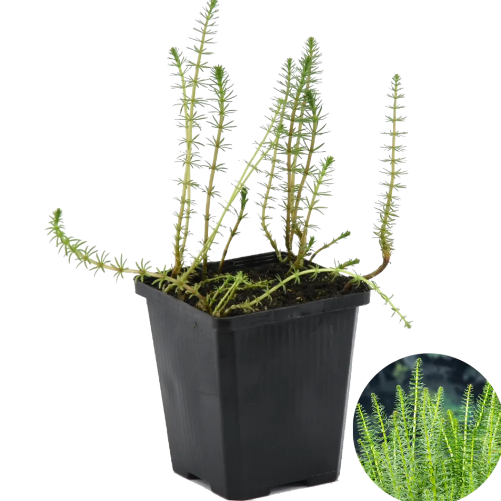 Bloomique Plantes De Bassin | - Hippuris vulgaris - hippuride - plantes de bassin - hauteur 10-20 cm - pot 11 cm