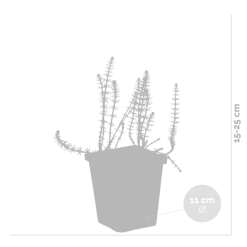 Bloomique Plantes De Bassin | - Hippuris vulgaris - hippuride - plantes de bassin - hauteur 10-20 cm - pot 11 cm