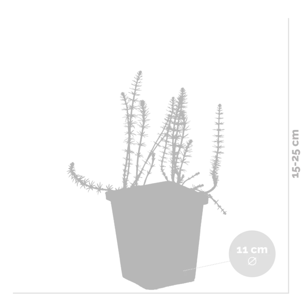 Bloomique Plantes De Bassin | - Hippuris vulgaris - hippuride - plantes de bassin - hauteur 10-20 cm - pot 11 cm
