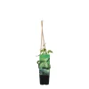 Bloomique - Humulus lupulus - plante de houblon - pot 15 cm - 70-80 cm de haut Best