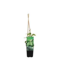 Bloomique - Humulus lupulus - plante de houblon - pot 15 cm - 70-80 cm de haut Best