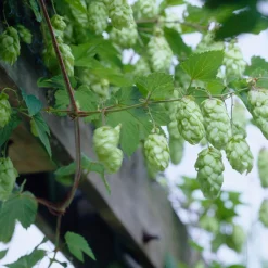 Bloomique - Humulus lupulus - plante de houblon - pot 15 cm - 70-80 cm de haut Best