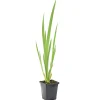 Bloomique - Iris pseudacorus - iris jaune - plantes de bassin - plantes aquatiques - hauteur 20-30 cm - pot 9 cm New