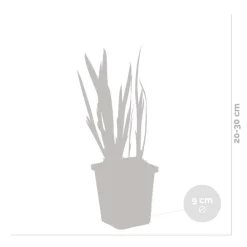 Bloomique - Iris pseudacorus - iris jaune - plantes de bassin - plantes aquatiques - hauteur 20-30 cm - pot 9 cm New