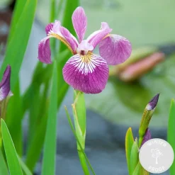 Bloomique - Iris versicolor - iris versicolore - plantes de bassin - hauteur 20-30 cm - pot 9 cm Sale