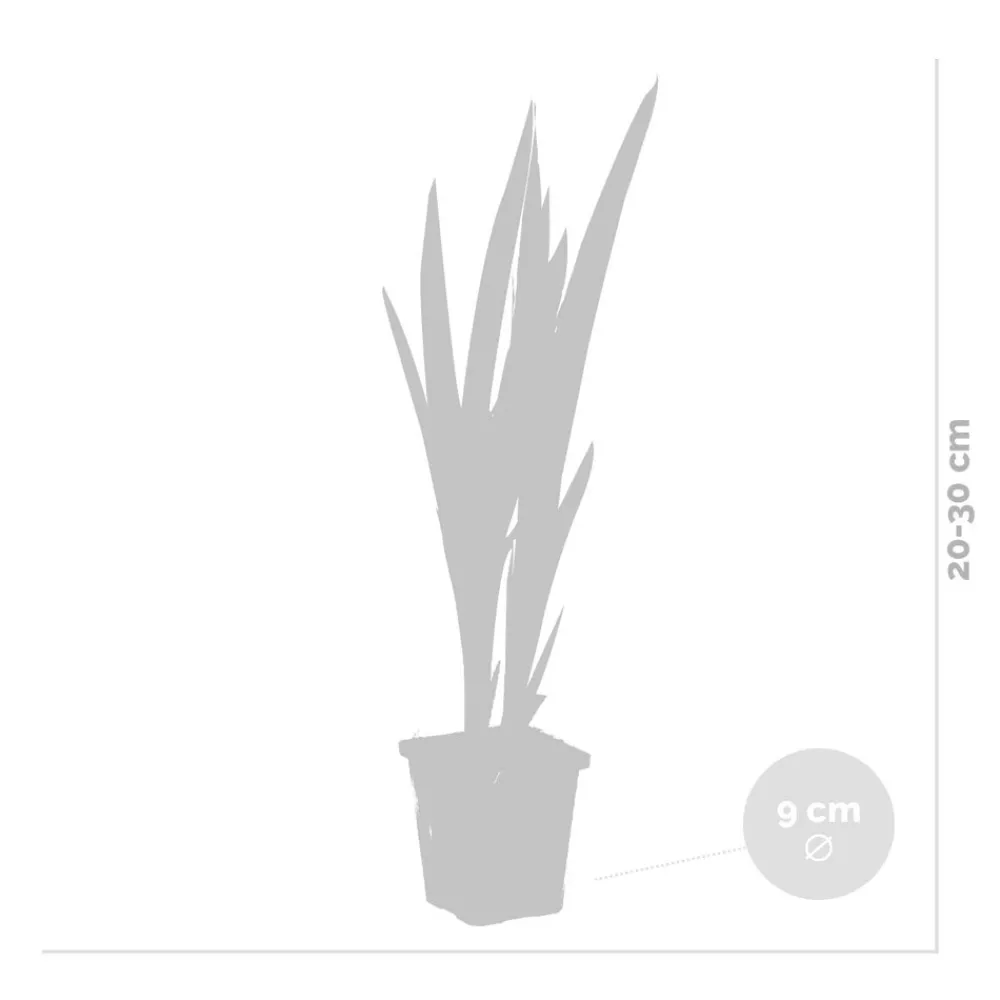 Bloomique - Iris versicolor - iris versicolore - plantes de bassin - hauteur 20-30 cm - pot 9 cm Sale