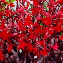 Bloomique - Lobelia queen victoria - lobélie écarlate - rouge - plantes de bassin - hauteur 20-30 cm - pot 9 cm
