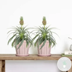 Bloomique - Lot de 2 - ananas mi amigo - plante ananas - plante anti-ronflement - 30-40 cm de haut - pot 12 cm Clearance
