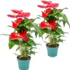 Bloomique - Lot de 2 - anthurium - plante flamant rose - rouge - 30-40 cm de haut - pot 12 cm Discount