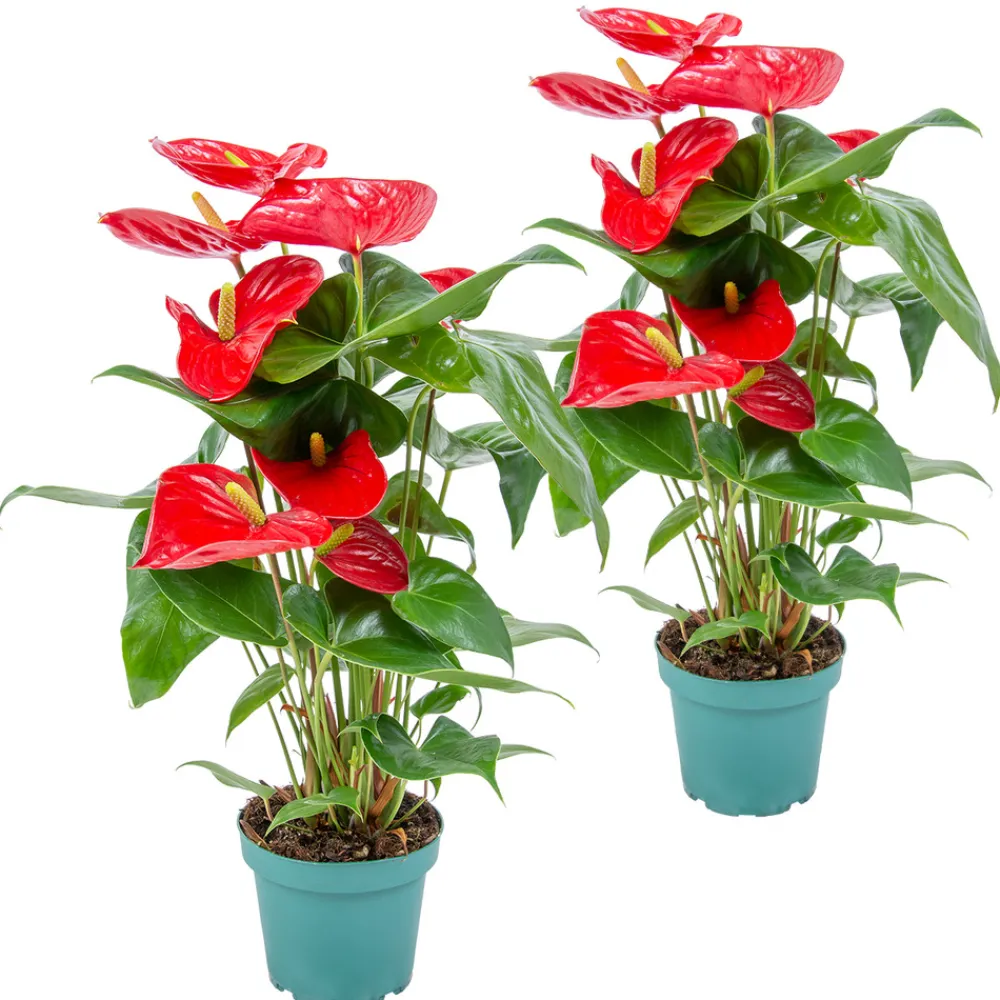 Bloomique - Lot de 2 - anthurium - plante flamant rose - rouge - 30-40 cm de haut - pot 12 cm Discount