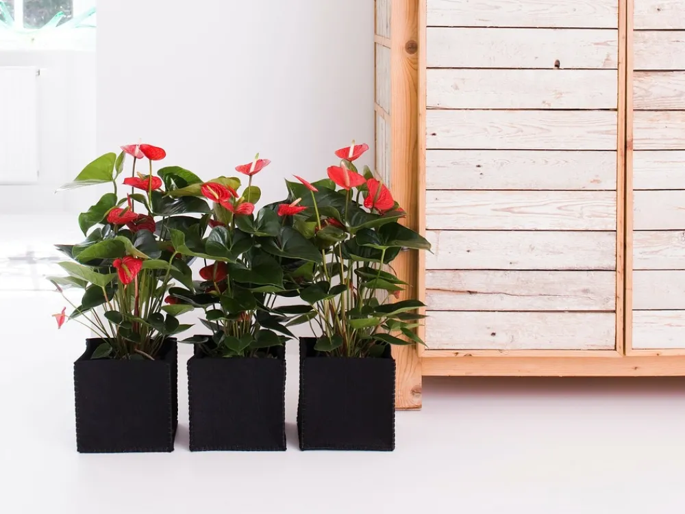 Bloomique - Lot de 2 - anthurium - plante flamant rose - rouge - 30-40 cm de haut - pot 12 cm Discount