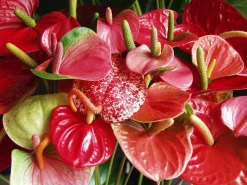Bloomique - Lot de 2 - anthurium - plante flamant rose - rouge - 30-40 cm de haut - pot 12 cm Discount