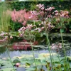 Bloomique Plantes De Bassin | - Lot de 3 - butomus umbellatus - butome en ombelle - plantes de bassin - 15-25 cm de haut - pot 9 cm