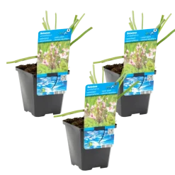 Bloomique Plantes De Bassin | - Lot de 3 - butomus umbellatus - butome en ombelle - plantes de bassin - 15-25 cm de haut - pot 9 cm
