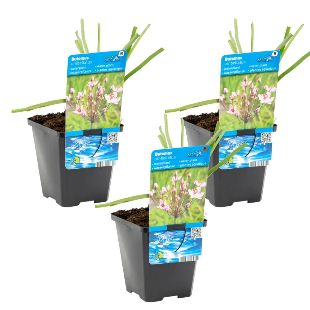 Bloomique Plantes De Bassin | - Lot de 3 - butomus umbellatus - butome en ombelle - plantes de bassin - 15-25 cm de haut - pot 9 cm