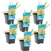 Bloomique - Lot de 6 - butomus umbellatus - butome en ombelle - plantes de bassin - 10-20 cm de haut - pot 9 cm