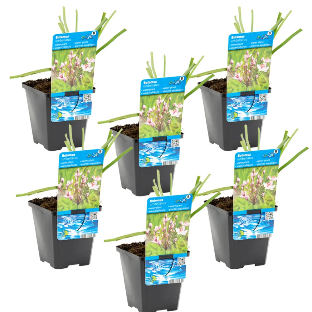 Bloomique - Lot de 6 - butomus umbellatus - butome en ombelle - plantes de bassin - 10-20 cm de haut - pot 9 cm