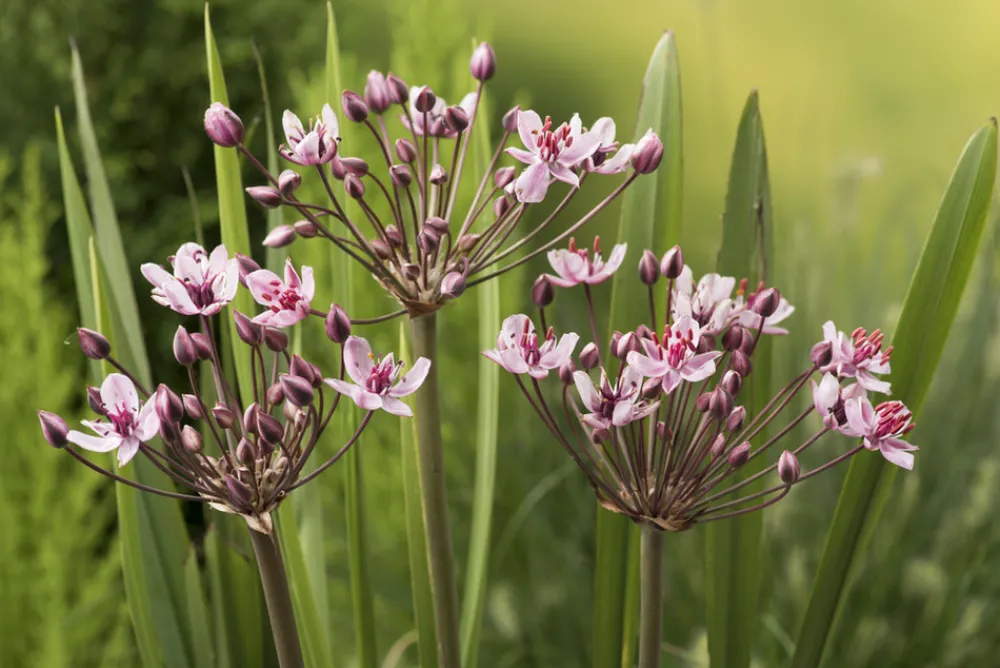 Bloomique - Lot de 6 - butomus umbellatus - butome en ombelle - plantes de bassin - 10-20 cm de haut - pot 9 cm