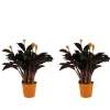 Bloomique - Lot de 2 - calathea crocata - plante d'intérieur - hauteur 30-40 cm - pot de 12 cm Clearance