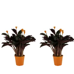 Bloomique - Lot de 2 - calathea crocata - plante d'intérieur - hauteur 30-40 cm - pot de 12 cm Clearance