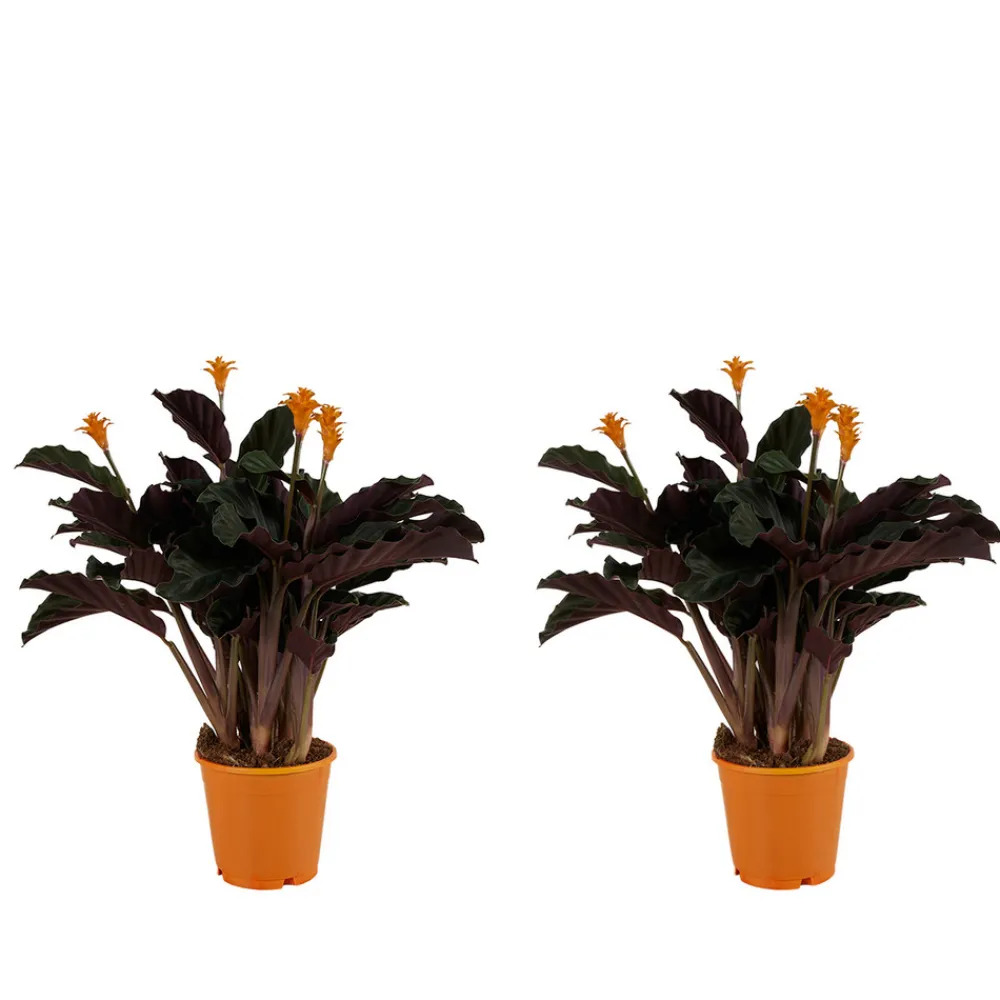 Bloomique - Lot de 2 - calathea crocata - plante d'intérieur - hauteur 30-40 cm - pot de 12 cm Clearance