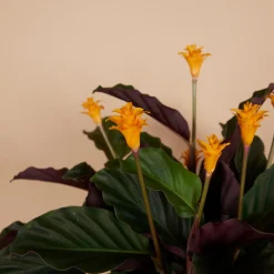 Bloomique - Lot de 2 - calathea crocata - plante d'intérieur - hauteur 30-40 cm - pot de 12 cm Clearance