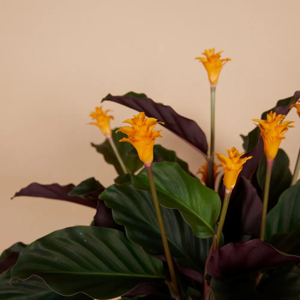 Bloomique - Lot de 2 - calathea crocata - plante d'intérieur - hauteur 30-40 cm - pot de 12 cm Clearance