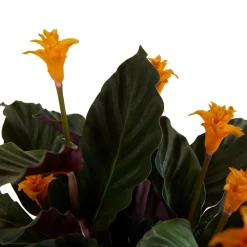 Bloomique - Lot de 2 - calathea crocata - plante d'intérieur - hauteur 30-40 cm - pot de 12 cm Clearance
